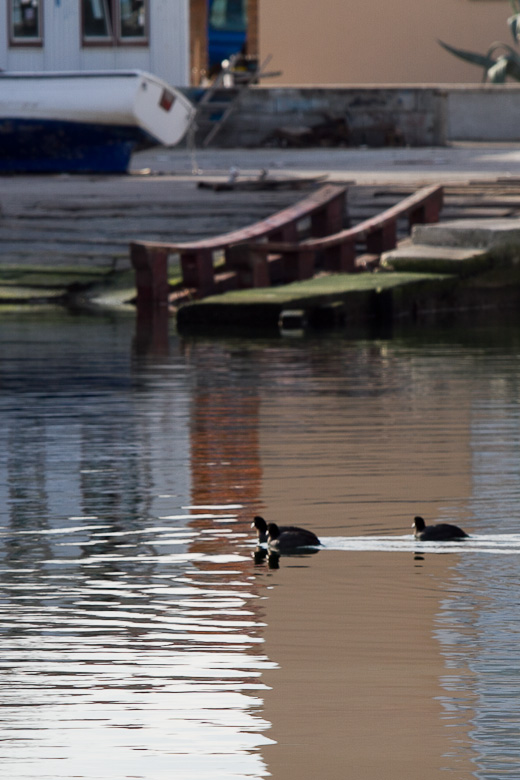 Liske u uvali Bregdetti 24. siječnja
