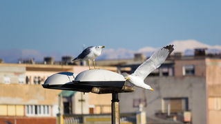 Image 380469 (auto) Image 380469 (auto)