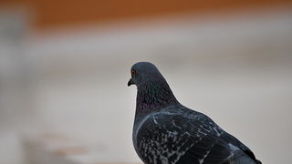 Bura i snijeg u Zadru 1. veljače 2012, Foto: Duje Surać