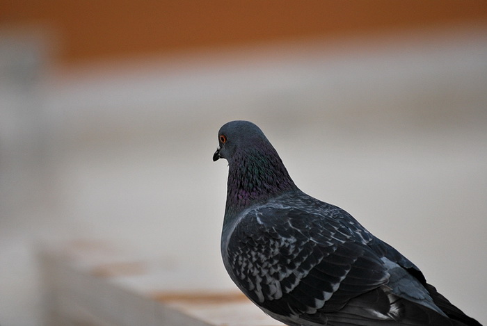 Bura i snijeg u Zadru 1. veljače 2012, Foto: Duje Surać