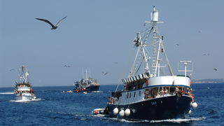Kali, Ugljan, 080809.
Kali, mjesto na otoku Ugljanu osim sto ima najvecu ribarsku flotu na Jadranu, ima i najstariju festu na Jadranu “Tunuaru”. Festa traje dva dana, a obicaj je i da defile ribarskih brodova prodje Zadarskim kanalom.
Foto: Andrija Lucic