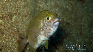 Čudesno zadarsko podmorje: U trapuli, Foto: Ive Šoša Čudesno zadarsko podmorje: U trapuli, Foto: Ive Šoša