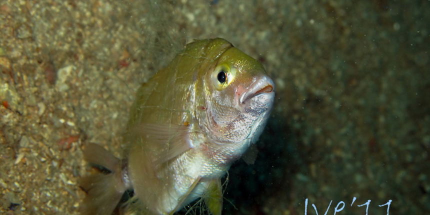 Čudesno zadarsko podmorje: U trapuli, Foto: Ive Šoša