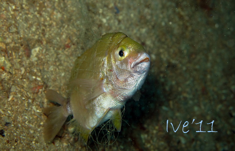 Čudesno zadarsko podmorje: U trapuli, Foto: Ive Šoša Čudesno zadarsko podmorje: U trapuli, Foto: Ive Šoša