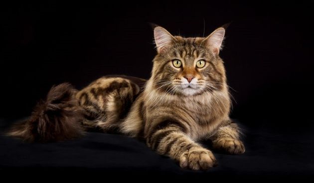 maine coon