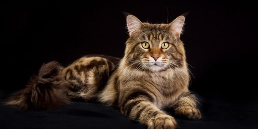 maine coon maine coon
