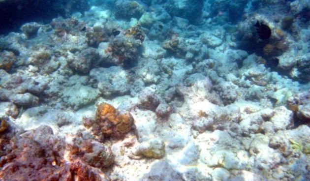 Koraljni greben (foto:http://www.akvarij.net)