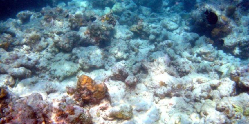 Koraljni greben (foto:http://www.akvarij.net)