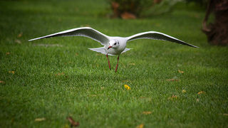 Galebov let (foto:Saša Čuka)