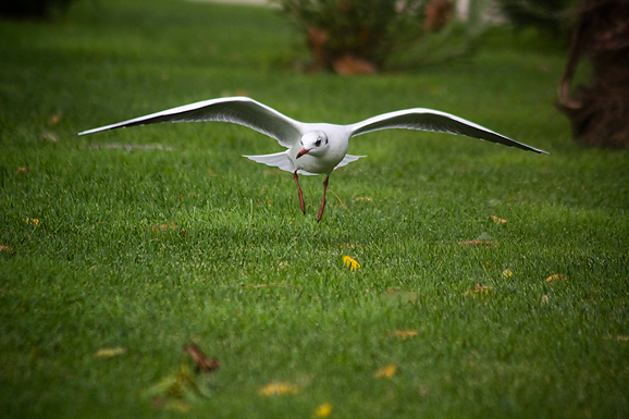 Galebov let (foto:Saša Čuka)