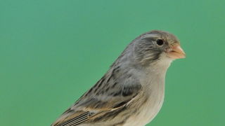 Pobjednici 33. Ornitoloskog prvenstva Hrvatske, Foto: Ivan Dilber Pobjednici 33. Ornitoloskog prvenstva Hrvatske, Foto: Ivan Dilber