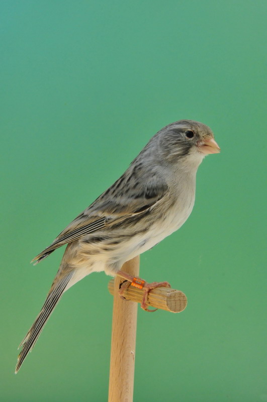 Pobjednici 33. Ornitoloskog prvenstva Hrvatske, Foto: Ivan Dilber Pobjednici 33. Ornitoloskog prvenstva Hrvatske, Foto: Ivan Dilber