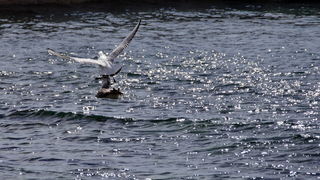 Surferi i kiteri guštali u južini na Boriku Surferi i kiteri guštali u južini na Boriku