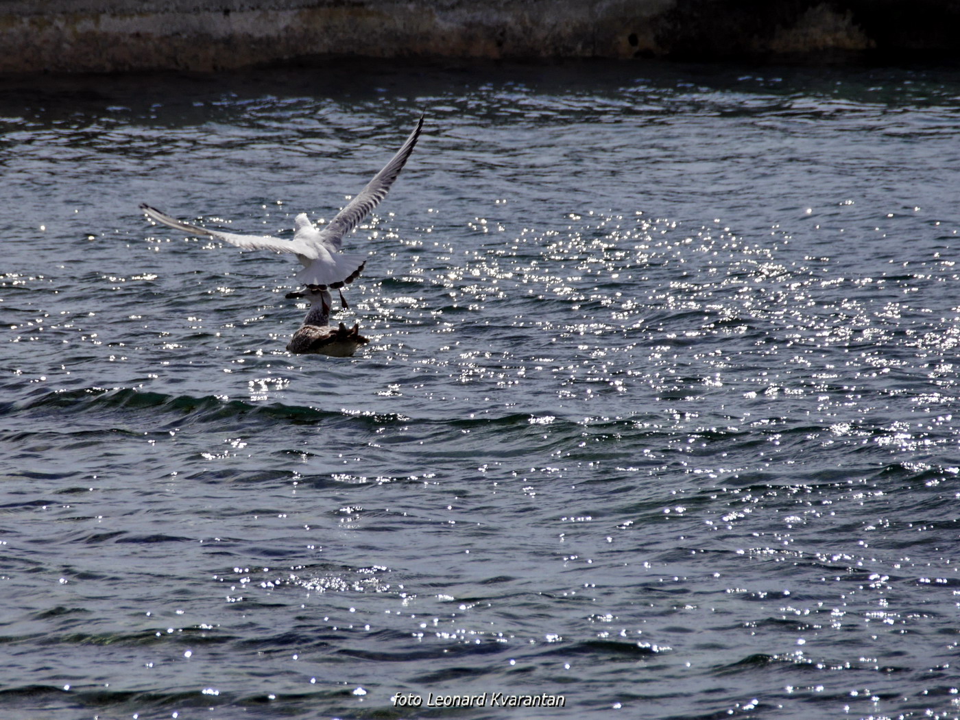Surferi i kiteri guštali u južini na Boriku Surferi i kiteri guštali u južini na Boriku