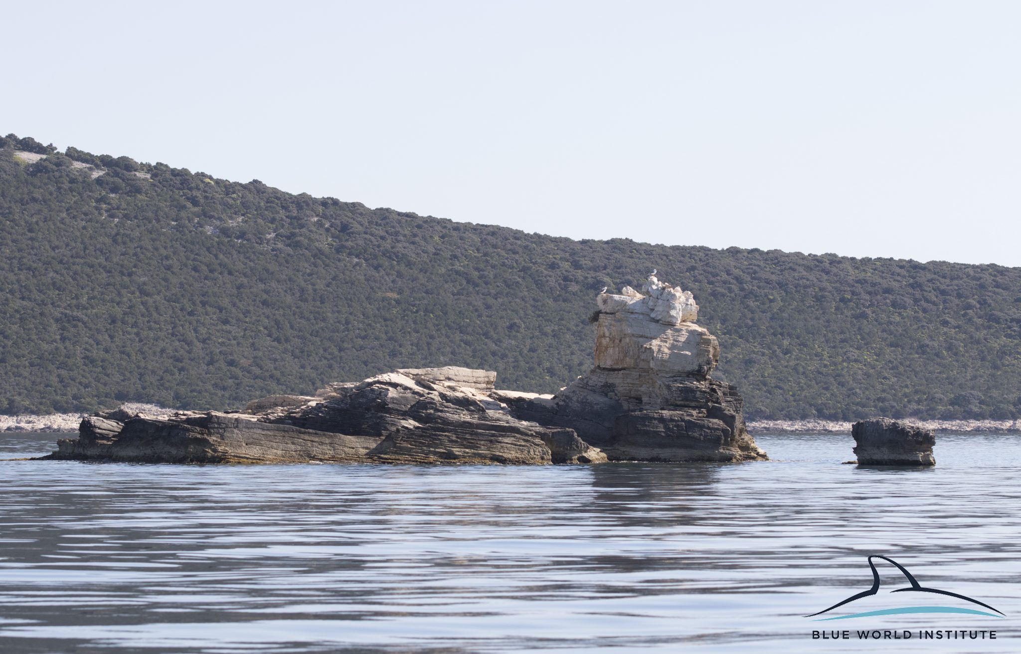 Razigrani dupini na Kornatima i kod Dugog otoka