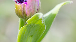 Priroda, cvijece, livada, sparoge, foto: Leo Banic