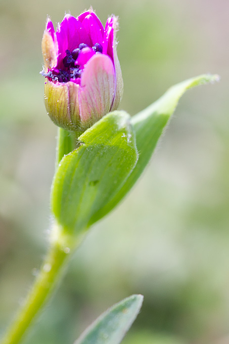 Priroda, cvijece, livada, sparoge, foto: Leo Banic
