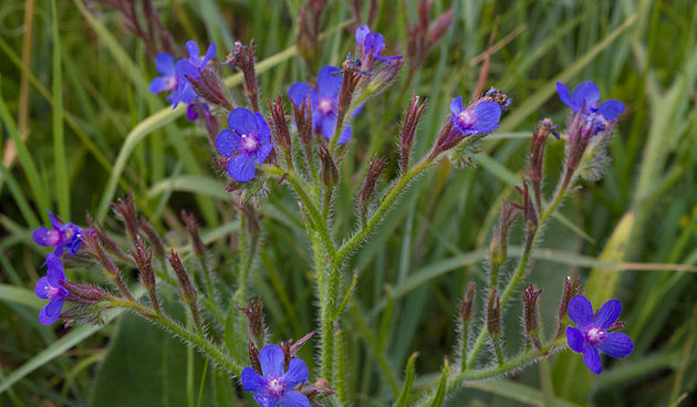 Cvijeće, bube, pauk, foto: Leo Banić