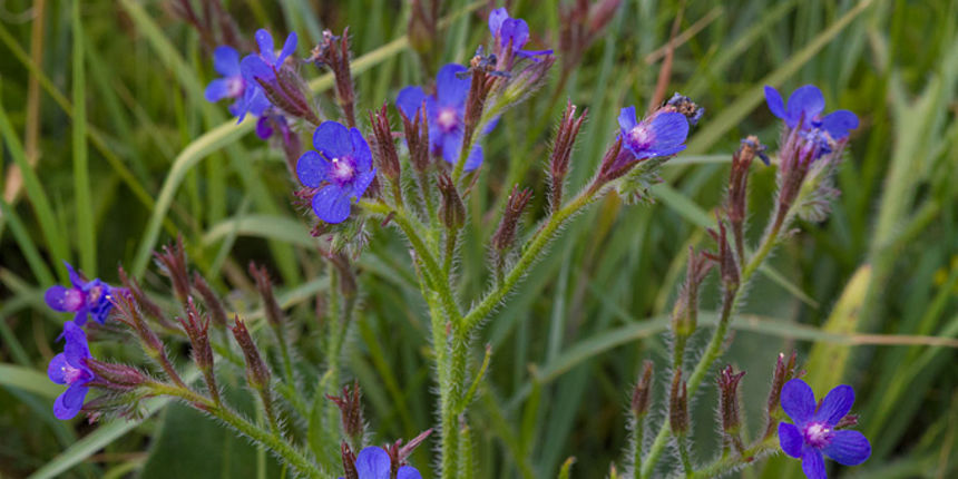 Cvijeće, bube, pauk, foto: Leo Banić