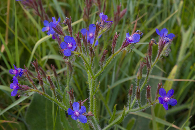 Cvijeće, bube, pauk, foto: Leo Banić