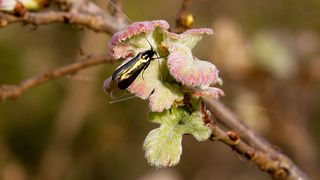 Priroda, cvijece, livada, sparoge, foto: Leo Banic
