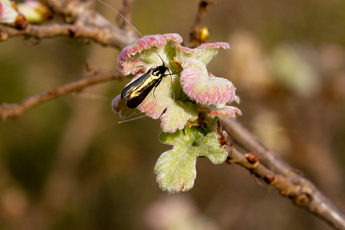 Priroda, cvijece, livada, sparoge, foto: Leo Banic
