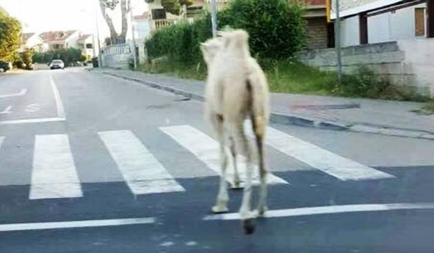 Mlada deva na zadarskoj prometnici