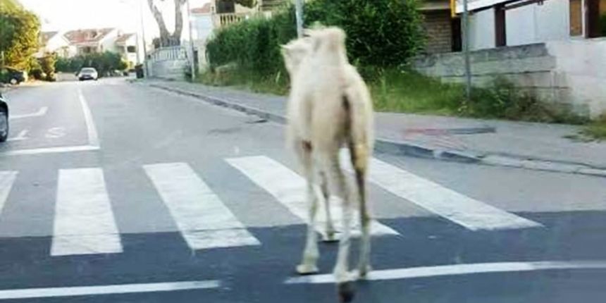 Mlada deva na zadarskoj prometnici Mlada deva na zadarskoj prometnici