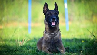 Kinološka udruga Malinois