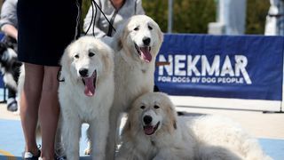 Međunarodna izložba pasa CACIB 2023