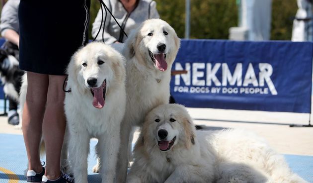 Međunarodna izložba pasa CACIB 2023