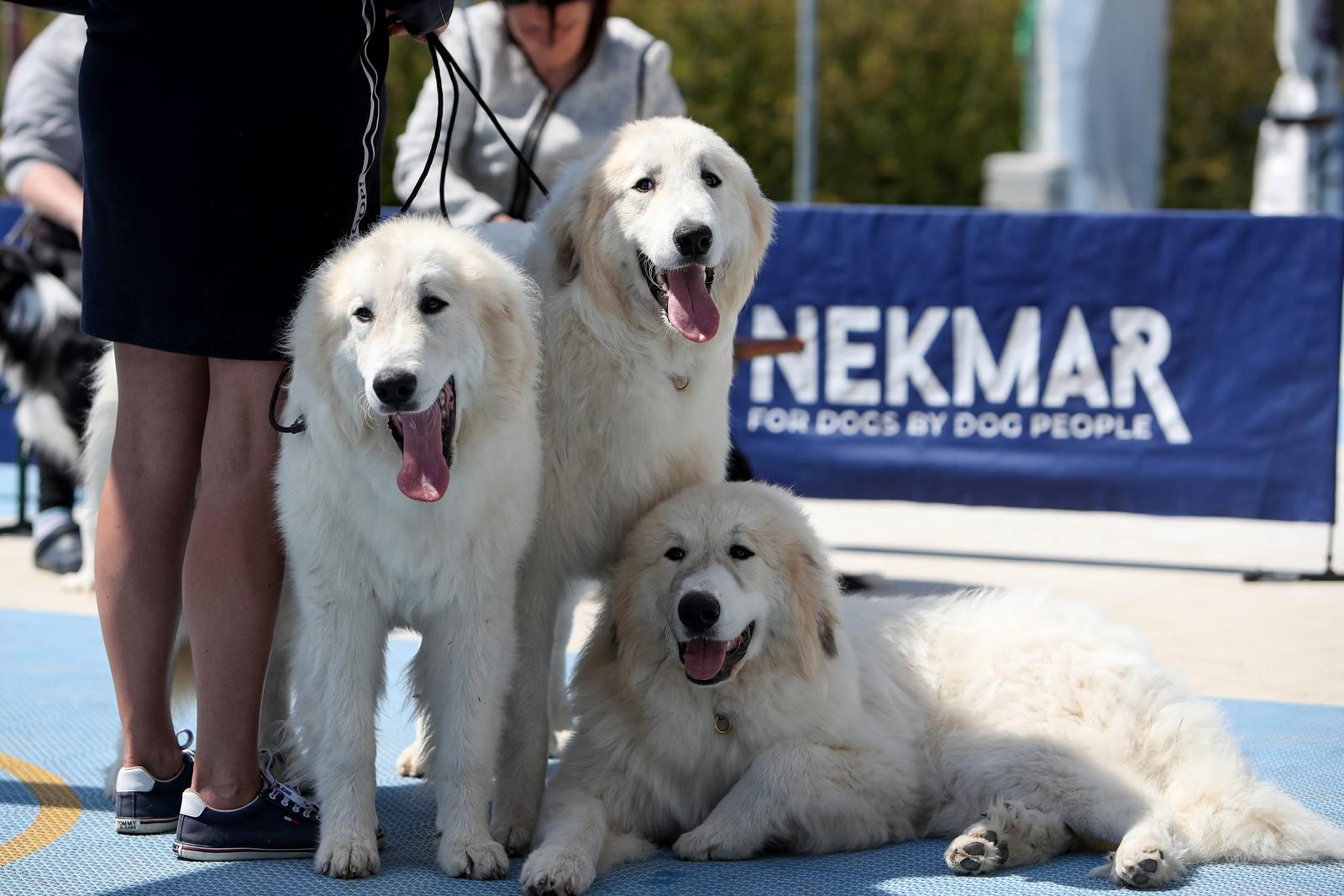 Međunarodna izložba pasa CACIB 2023