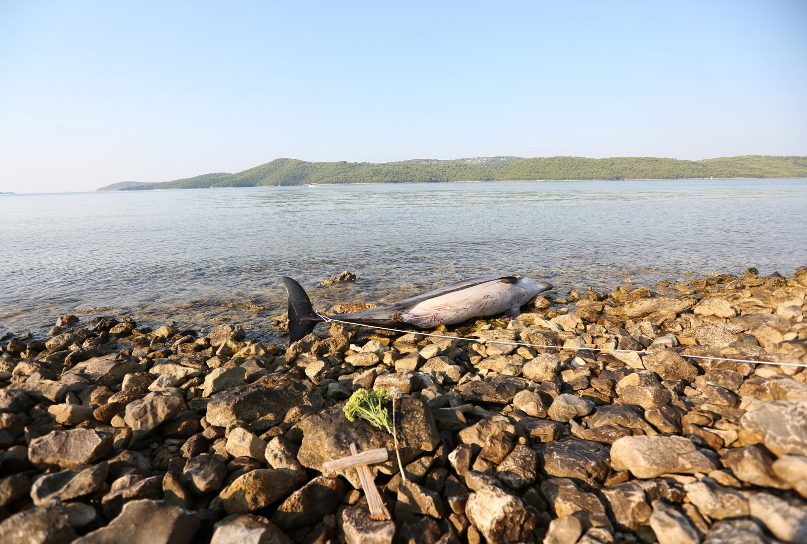 Na plaži u Zablaću pronađen uginuli dupin Na plaži u Zablaću pronađen uginuli dupin