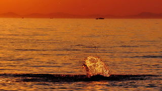 Čarobni smiraj dana na Puntamici 31. kolovoza 2015., Foto: Leonard Kvarantan Čarobni smiraj dana na Puntamici 31. kolovoza 2015., Foto: Leonard Kvarantan