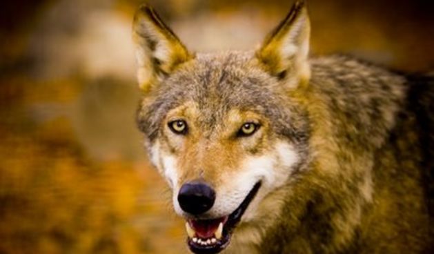 Vuk (Foto: bp1.blogger.com)