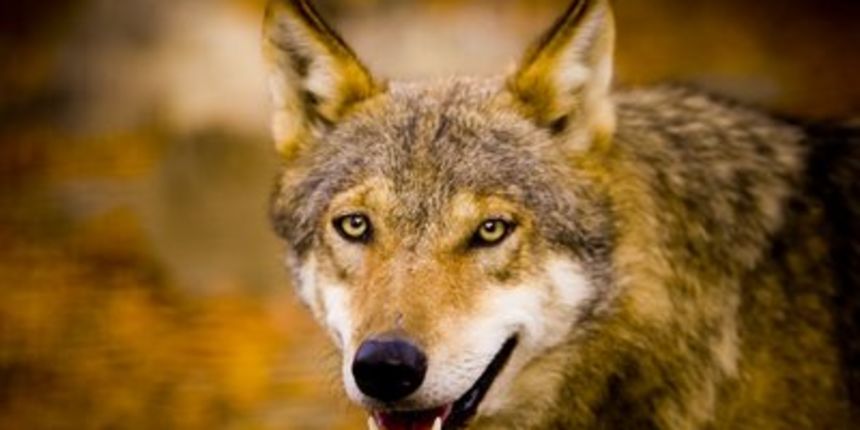 Vuk (Foto: bp1.blogger.com)