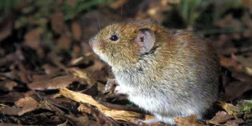 Poljski miš Poljski miš