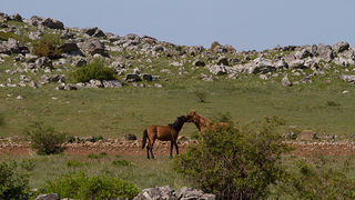 Velebitski divlji konji, Foto: Leo Banić