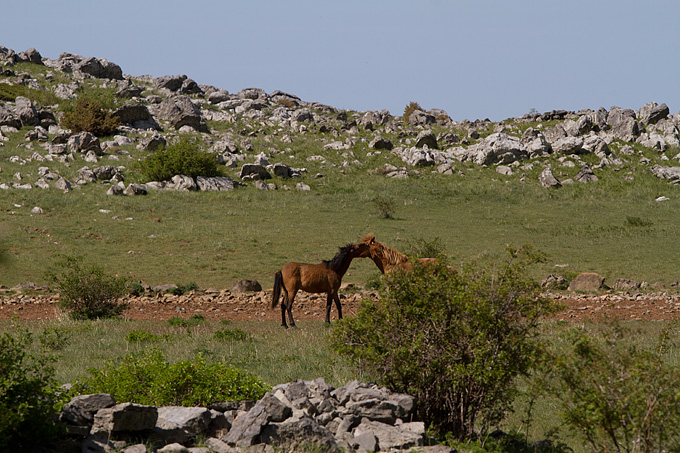 Velebitski divlji konji, Foto: Leo Banić