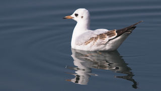 Image 1201635 (auto)