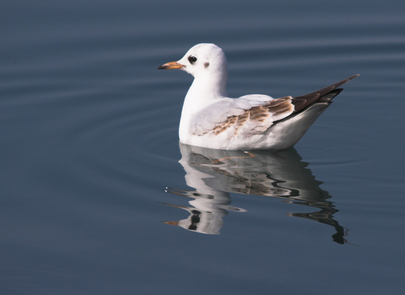 Image 1201635 (auto)