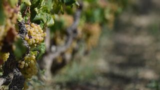 Vinogradi u Donjem polju kod Šibenika prepuni su zdravog crnog i bijeloga grozđa a ovih dana očekuju se i prve prve berbe. Photo: Hrvoje Jelavić/PIXSELL Vinogradi u Donjem polju kod Šibenika prepuni su zdravog crnog i bijeloga grozđa a ovih dana očekuju se i prve prve berbe. Photo: Hrvoje Jelavić/PIXSELL