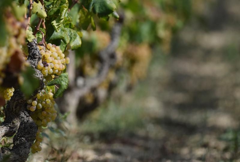 Vinogradi u Donjem polju kod Šibenika prepuni su zdravog crnog i bijeloga grozđa a ovih dana očekuju se i prve prve berbe. Photo: Hrvoje Jelavić/PIXSELL Vinogradi u Donjem polju kod Šibenika prepuni su zdravog crnog i bijeloga grozđa a ovih dana očekuju se i prve prve berbe. Photo: Hrvoje Jelavić/PIXSELL