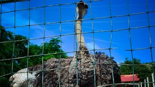 Zaton Obrovački: ZOO s egzotičnim i domaćim životinjama Zaton Obrovački: ZOO s egzotičnim i domaćim životinjama