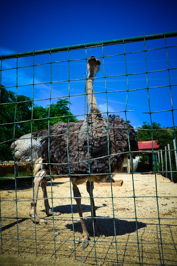 Zaton Obrovački: ZOO s egzotičnim i domaćim životinjama Zaton Obrovački: ZOO s egzotičnim i domaćim životinjama