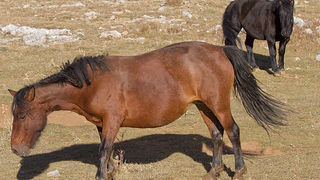Velebitski divlji konji, Foto: Leo Banić