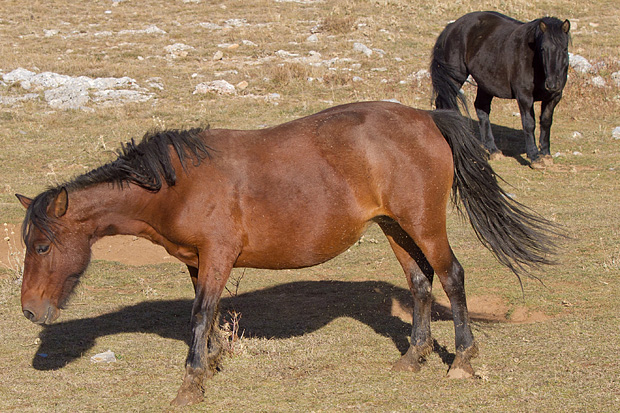 Velebitski divlji konji, Foto: Leo Banić