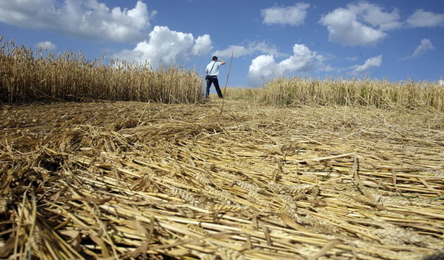 Cakovec, 280610.
Izmedju mjesta Donji Koncovscak i Sveti Martin na Muri u zitu pojavili su se misteriozni krugovi. Mjestani okolnih kuca ne vjeruju da se radi o vanzemaljcima, vec da je rijec o sali lokalnih mjestana.
Foto: Zeljko Hajdinjak / CROPIX