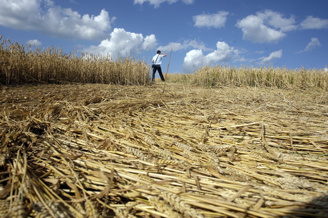 Cakovec, 280610.
Izmedju mjesta Donji Koncovscak i Sveti Martin na Muri u zitu pojavili su se misteriozni krugovi. Mjestani okolnih kuca ne vjeruju da se radi o vanzemaljcima, vec da je rijec o sali lokalnih mjestana.
Foto: Zeljko Hajdinjak / CROPIX Cakovec, 280610.
Izmedju mjesta Donji Koncovscak i Sveti Martin na Muri u zitu pojavili su se misteriozni krugovi. Mjestani okolnih kuca ne vjeruju da se radi o vanzemaljcima, vec da je rijec o sali lokalnih mjestana.
Foto: Zeljko Hajdinjak / CROPIX