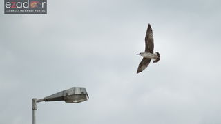 Đir po gradu, petak 24. studenog 2017. – Dan Grada Zadra